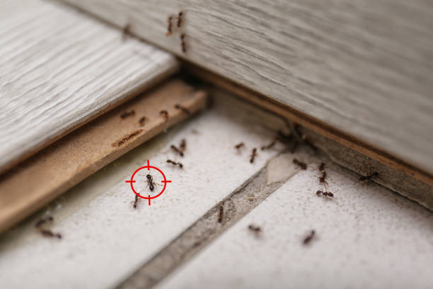 Best Exterminator Services  in Grant, MN