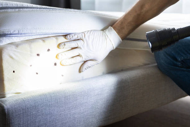 Reliable Grant, MN Pest Control Solutions