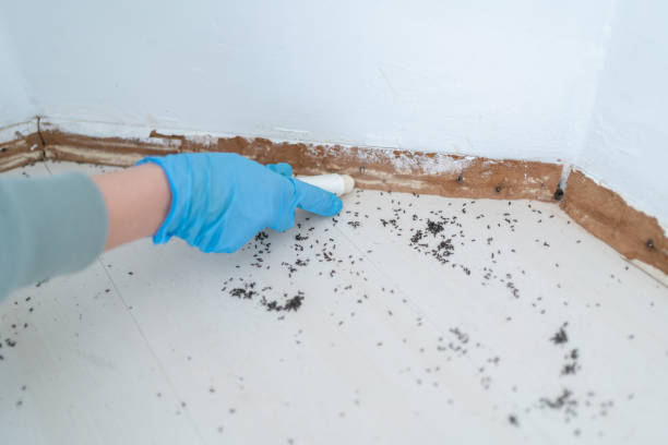 Trusted Grant, MN Pest Control Experts