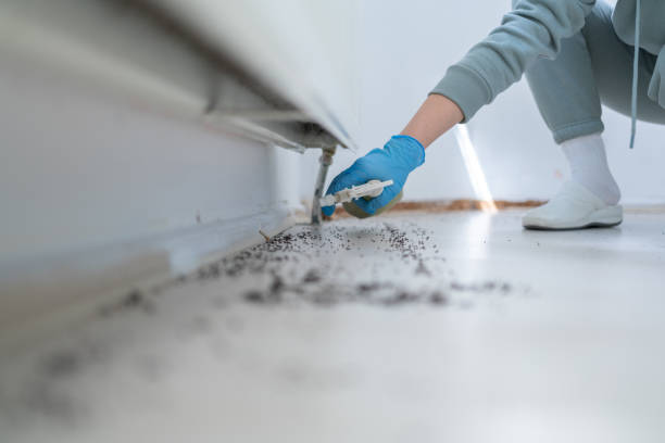 Best Local Pest Control Services  in Grant, MN